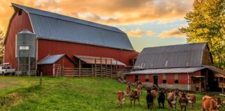 SE SOLICITA PAREJA DE GRANJEROS (MÍNIMA EXPERIENCIA), SE OFRECE ALOJAMIENTO CON TODAS LAS COMODIDADES Y BUEN SALARIO Pareja de Granjeros Empleo en Orcas Empleo en Washington empleo con Alojamiento en Estados Unidos Farm Couple Jobs in Orcas Jobs in Washington Jobs with Lodging in the United States