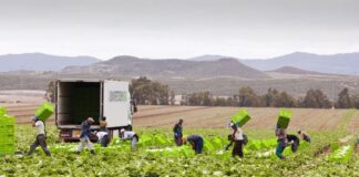SE SOLICITA PERSONAL AGRÍCOLA (NO REQUIERE EXPERIENCIA PREVIA), BUEN SUELDO. CONTRATO TEMPORAL Personal Agrícola peones agrícolas en España Personal Agrícola en Barcelona empleo sin experiencia en España empleo en Barcelona Agricultural Personnel agricultural laborers in Spain
