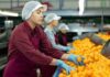 SE SOLICITA PERSONAL PARA ALMACÉN CITRÍCOLA (10 VACANTES), SE OFRECE BUENA REMUNERACIÓN Personal para Almacén Citrícola, Triadores de naranjas o cebollas Empleo en Valencia empleo de envasador en España Personnel for Citrus Warehouse Orange or Onion Pickers