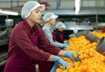SE SOLICITA PERSONAL PARA ALMACÉN CITRÍCOLA (10 VACANTES), SE OFRECE BUENA REMUNERACIÓN Personal para Almacén Citrícola, Triadores de naranjas o cebollas Empleo en Valencia empleo de envasador en España Personnel for Citrus Warehouse Orange or Onion Pickers