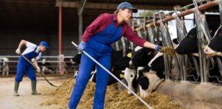 SE SOLICITA TRABAJADOR GANADERO (CON O SIN EXPERIENCIA), TIEMPO COMPLETO. SE OFRECE BUEN SALARIO, INGRESO INMEDIATO Trabajador Ganadero en España Granja Lechera Empleo en Lalín Empleo en Pontevedra Granja Láctea empleo sin experiencia en España Livestock Worker in Spain Dairy Farm