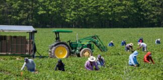 SE SOLICITAN TRABAJADORES AGRÍCOLAS GENERALES (3 PUESTOS), BUEN PAGO POR HORA. CONTRATO POR 10 MESES, CON POSIBILIDAD DE EXTENSIÓN Trabajadores Agrícolas Generales en USA Empleo en Floydada Empleo en Texas empleo sin experiencia en USA General Agricultural Workers in USA Employment in Floydada Employment in Texas
