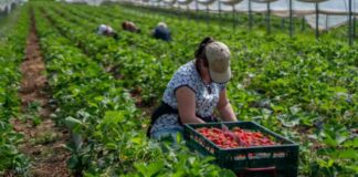 SE SOLICITAN 3 TRABAJADORES/AS AGRÍCOLAS (COSECHA DE FRUTAS) CON O SIN EXPERIENCIA. SE OFRECE ALOJAMIENTO Y BUEN PAGO Trabajadores Agrícolas en Canadá Cosecha de Frutas en Canadá empleo sin experiencia en Canadá empleo con alojamiento Farmworkers in Canada Fruit Jobs with accommodation