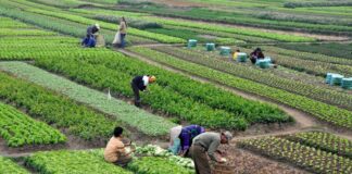 SE SOLICITAN 2 TRABAJADORES/AS GENERALES DE GRANJA (CON O SIN EXPERIENCIA), SE OFRECE ALOJAMIENTO Y BUEN PAGO Trabajadores Generales de Granja en Canadá empleo con alojamiento en Canadá Empleo en Vernon empleo en Columbia Británica General Farm Workers in Canada employment with accommodation in Canada