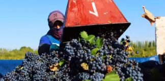SE BUSCAN 28 TRABAJADORES DE CAMPO (HOMBRES Y MUJERES), PARA EL CULTIVO Y COSECHA DE UVAS DE VINO. PAGO $19.97 POR HORA Trabajadores de Campo (Uvas de Vino) empleo en California Estados Unidos Field Workers (Wine Grapes) employment in California, United States