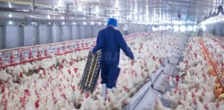 SE SOLICITAN TRABAJADORES/AS DE GRANJA AVÍCOLA (8 PUESTOS), NO REQUIERE EXPERIENCIA PREVIA. BUEN PAGO POR HORA Trabajadores de Granja Avícola en Canadá empleo en Ontario empleo sin experiencia en Canadá Poultry Farm Workers in Canada jobs in Ontario jobs without experience in Canada