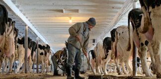 SE SOLICITAN 4 TRABAJADORES/AS DE GRANJA LECHERA (CON O SIN EXPERIENCIA), PAGO HASTA $4800 AL MES + ALOJAMIENTO Trabajadores de Granja Lechera empleo en Chilliwack empleo en Columbia Británica Empleo sin Experiencia en Canadá Dairy Farm Workers in Canada