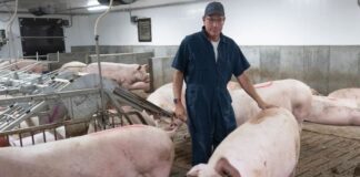 SE SOLICITAN 3 TRABAJADORES/AS PARA GRANJA DE CERDOS (CON O SIN EXPERIENCIA), 30 A 40 HORAS SEMANALES. PAGO $21.00 POR HORA Trabajadores para granja de cerdos en Canadá empleo en Quebec empleo sin experiencia en Canadá Pig farm workers in Canada employment in Quebec