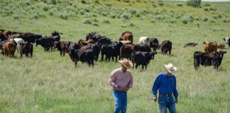 SE BUSCA AYUDANTE DE RANCHO (NO REQUIERE EXPERIENCIA), MANTENIMIENTO Y CUIDADO DE GANADO. PAGO $2726,4 AL MES Ayudante de Rancho en USA Empleo sin Experiencia en USA Mantenimiento y Cuidado de Ganado en USA empleo en Arizona Ranch Helper in the USA Jobs in Arizona