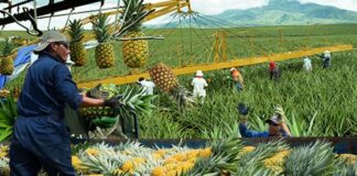 SE SOLICITA ENCARGADO DE CAMPO PARA FINCA DE PIÑA ORGÁNICA (MÍNIMA EXPERIENCIA), SE OFRECE BUEN SALARIO Y POSIBILIDAD DE ALOJAMIENTO Encargado de Campo en Costa Rica Finca de Piña Orgánica en Costa Rica empleo en Alajuela Field Manager in Costa Rica Organic Pineapple Farm in Costa Rica