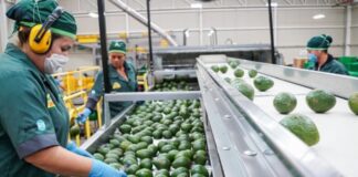 SE SOLICITAN ENVASADORAS/ES Y MOZOS DE ALMACÉN (NO REQUIERE EXPERIENCIA PREVIA, SE CAPACITARÁ), BUEN SUELDO Envasadoras y Mozos de Almacén en Málaga empleo sin experiencia en España envasadores de aguates Packers and Warehouse Waiters in Malaga employment without experience in Spain packers of avocados