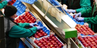 SE SOLICITAN ENVASADORES/AS PARA CAMPAÑA HORTOFRUTÍCOLA (CON O SIN EXPERIENCIA), BUEN SUELDO Envasadores en España Campaña Hortofrutícola en España Envasadores para almacén de frutas en España Packers in Spain