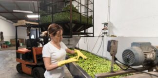 SE SOLICITAN OPERARIOS/AS PARA FÁBRICA DE ACEITUNAS (NO REQUIERE EXPERIENCIA), TURNOS ROTATIVOS. INCORPORACIÓN INMEDIATA Fábrica de Aceitunas Operarios Fábrica de Aceitunas Trabajo sin experiencia en España Olive Factory Workers Jobs Without Experience in Spain