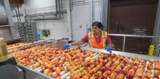 SE SOLICITAN 100 OPERARIOS/AS DE ENVASADO Y MANIPULADO DE FRUTAS EN ALMACÉN (NO REQUIERE EXPERIENCIA), BUEN SALARIO Operarios de Envasado y Manipulado de Frutas Almacén de Frutas en España empleo sin experiencia en España empleo en Huelva Fruit Packaging and Handling Operators Fruit Warehouse in Spain