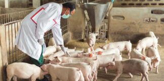 SE SOLICITAN OPERARIOS/AS DE PRODUCCIÓN EN GRANJA DE GANADO PORCINO (NO REQUIERE EXPERIENCIA), SALARIO COMPETITIVO Y BENEFICIOS Operarios de Producción en Granja de Ganado Porcino en España Pig Farm Production Workers Farm Worker Jobs in Spain