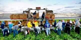 SE NECESITA PEÓN AGRÍCOLA (POCA EXPERIENCIA), INGRESO INMEDIATO. CONTRATO INDEFINIDO, SALARIO 1.184 € AL MES Peón Agrícola en España Trabajo Rural peones agrícolas en España Empleo en Lleida Agricultural Laborer in Spain Rural Work agricultural laborers in Spain Employment in Lleida