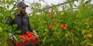 SE BUSCA PEÓN AGRÍCOLA PARA INVERNADEROS DE TOMATES (NO SE REQUIERE EXPERIENCIA PREVIA), 5 DÍAS A LA SEMANA. BUEN PAGO Peón Agrícola para invernaderos de tomates empleo sin experiencia en España Agricultural laborer for tomato greenhouses employment without experience in Spain