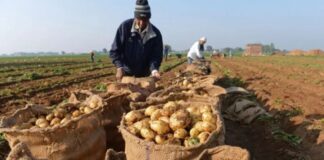 SE SOLICITAN PEONES AGRÍCOLAS CON O SIN EXPERIENCIA (HOMBRES Y MUJERES), MÁS DE 40 PUESTOS. 40 HORAS SEMANALES, BUEN PAGO Peones Agrícolas en USA empleo en Florida empleo sin expereriencia en USA Cosecha de papas empaque y recoleccion de papas Farmworkers in the USA, jobs in Florida potato harvesting