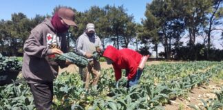 SE SOLICITA TRABAJADOR/A AGRÍCOLA (NO REQUIERE EXPERIENCIA PREVIA), 40 HORAS SEMANALES DE LUNES A VIERNES. BUEN PAGO Trabajador Agrícola en USA Trabajador Agrícola en Texas empleo sin experiencia en USA empleo en Texas Farmworker in Texas employment without experience in the USA