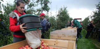 SE SOLICITA TRABAJADOR/A DE GRANJA FRUTÍCOLA (NO SE REQUIERE EXPERIENCIA, SE BRINDA CAPACITACIÓN), CONTRATO PERMANENTE. PAGO $17.40 POR HORA + ALOJAMIENTO INCLUIDO Trabajador de Granja Frutícola en Canadá empleo en Port Alberni empleo en Columbia Británica Fruit Farm Worker in Canada