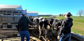 SE SOLICITA TRABAJADOR DE GRANJA LECHERA (CON O SIN EXPERIENCIA), CONTRATO PERMANENTE. PAGO $4135,2 AL MES Trabajador de Granja Lechera empleo sin experiencia, en Canadá Empleado Para Rancho en Canadá Dairy Farm Worker Job Without Experience in Canada Ranch Employee in Canada