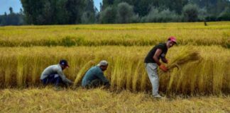 SE SOLICITAN 25 TRABAJADORES AGRÍCOLAS (HOMBRES Y MUJERES). NO REQUIERE EXPERIENCIA PREVIA, BUEN PAGO POR HORA Trabajadores Agrícolas en Texas producción de arroz en Estados Unidos empleo sin experiencia Farmworkers in Texas rice production in the USA employment without experience