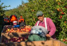 SE SOLICITAN 3 TRABAJADORES/AS GENERALES DE GRANJA (SIEMBRA, CULTIVO Y RECOLECCIÓN DE FRUTAS), CON O SIN EXPERIENCIA. SALARIO $ 3120 AL MES Trabajadores Generales de Granja siembra cultivo y recolección de frutas en Columbia Británica empleo sin experiencia en Canadá General Farm Workers Planting Cultivation and Fruit Harvesting