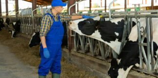 SE SOLICITAN 2 TRABAJADORES DE GRANJA LECHERA (CON O SIN EXPERIENCIA), CONTRATO PERMANENTE. PAGO $19.06 POR HORA, 30 A 42 HORAS SEMANALES Trabajadores de Granja Lechera empleo en Eckville empleo en Alberta empleo sin experiencia en Canadá Dairy Farm Workers jobs in Eckville jobs in Alberta