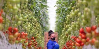 SE SOLICITAN 60 TRABAJADORES/AS DE INVERNADERO PARA CULTIVO DE TOMATE (POCA EXPERIENCIA), TURNO DE MAÑANA. BUEN PAGO Trabajadores de Invernadero trabajar cultivando tomates USA empleo en Arizona Greenhouse Workers in the United States, agricultural employment in USA