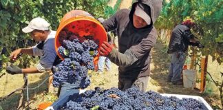 SE SOLICITAN 28 TRABAJADORES DE CAMPO (HOMBRES Y MUJERES), CULTIVO Y COSECHA DE UVAS DE VINO. PAGO ENTRE $19.97 Y $21.50 POR HORA + ALOJAMIENTO Trabajadores de campo peones recogida de uvas con o sin experiencia employment with or without experience