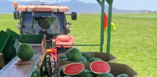 SE SOLICITAN TRABAJADORES/AS PARA COSECHA Y ENVASADO DE SANDÍA (NO SE REQUIERE EXPERIENCIA PREVIA), MÁS DE 100 plademallorca. BUEN PAGO POR HORA Trabajadores para Cosecha y Envasado de Sandía empleo agrícola en Florida trabajo temporal en USA 2025 Watermelon Harvesting and Packing Workers