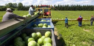 SE SOLICITAN TRABAJADORES PARA COSECHA Y ENVASADO DE SANDÍA (NO REQUIERE EXPERIENCIA), 65 VACANTES. PAGO HASTA 22.50 POR HORA Trabajadores para Cosecha y Envasado de Sandía en Estados Unidos empleo en Florida empleo sin experiencia en USA Watermelon Harvesting and Packing Workers in the United States