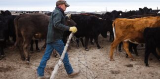 SE SOLICITAN 3 TRABAJADORES PARA GRANJA Y RANCHO (GANADO BOVINO Y PORCINO), NO REQUIERE EXPERIENCIA PREVIA. PAGO $19.21 POR HORA Trabajadores para Granja y Rancho en USA Ganado Bovino y Porcino en USA empleo en Nebraska Farm and Ranch Workers in the USA Cattle and Pigs in the USA