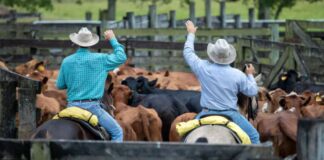 SE SOLICITAN 2 AYUDANTES DE RANCHO PARA EL MANEJO DE GANADO Y MANTENIMIENTO (NO REQUIERE EXPERIENCIA), PAGO $18.50 POR HORA Y POSIBILIDAD DE ALOJAMIENTO Ayudantes de Rancho en Colorado Rancho de Ganado en USA empleo sin experiencia en USA Ranch Helpers in Colorado Employment without experience in the USA