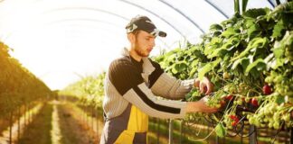 SE SOLICITAN PEONES AGRÍCOLAS (71 VACANTES), PARA COSECHA Y EMPAQUE DE FRUTAS Y VERDURAS. TURNO DE MAÑANA Peones Agrícolas cosecha y empaque de frutas y verduras en USA empleo en Carolina del Norte Farmworkers harvesting and packing fruits and vegetables in North Carolina