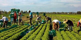 SE SOLICITA TRABAJADOR DE COSECHA CON O SIN EXPERIENCIA (SE ENTRENARÁ), CONTRATO PERMANENTE. PAGO $17.40 POR HORA Trabajador de Cosecha en Canadá Empleo sin experiencia en Canadá empleo en Columbia Británica Harvest Worker in Canada Jobs without experience