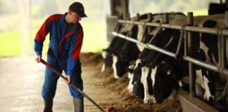 SE SOLICITA TRABAJADOR/A DE GRANJA LECHERA (NO REQUIERE EXPERIENCIA, SE CAPACITARÁ), CONTRATO PERMANENTE CON ALOJAMIENTO INCLUIDO. BUEN SALARIO Trabajador de Granja Lechera en Canadá empleo sin experiencia en Columbia Británica Dairy Farm Worker in Canada - No Experience Job in British Columbia