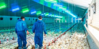 SE SOLICITA TRABAJADOR DE GRANJA AVÍCOLA (POCA EXPERIENCIA), PAGO $17.20 POR HORA + ALOJAMIENTO Y BENEFICIOS Trabajador para granja avicola en Canadá Granja de aves Poultry farm worker in Canada empleo en Onatrio employment in Ontario