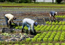 SE SOLICITAN TRABAJADORES AGRÍCOLAS PARA VIVERO DE PLANTAS, JORNADA COMPLETA HORARIO FLEXIBLE. BUEN PAGO Trabajadores Agrícolas para Vivero de Plantas en Italia empleo en Terlizzi empleo en Puglia Lavoratori agricoli Agricultural Workers