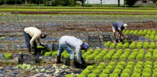 SE SOLICITAN TRABAJADORES AGRÍCOLAS PARA VIVERO DE PLANTAS, JORNADA COMPLETA HORARIO FLEXIBLE. BUEN PAGO Trabajadores Agrícolas para Vivero de Plantas en Italia empleo en Terlizzi empleo en Puglia Lavoratori agricoli Agricultural Workers
