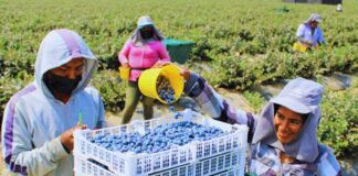 SE SOLICITAN TRABAJADORES AGRÍCOLAS (HOMBRES Y MUJERES), 48 PUESTOS DISPONIBLES. CONTRATO PARA LA TEMPORADA DE ARÁNDANOS. TURNO DE MAÑANA, BUEN PAGO Trabajadores Agrícolas temporada de arándanos 2025 en USA empleo en Nueva Jersey Farmworkers in the 2025 blueberry season in the USA employment in New Jersey