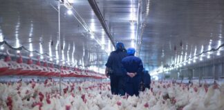 SE SOLICITAN 6 TRABAJADORES/AS DE GRANJA AVÍCOLA (NO REQUIERE EXPERIENCIA), SE CAPACITARÁ. PAGO $17.20 POR HORA Trabajadores Avícolas Trabajadores Avícolas en Canadá Poultry Workers Poultry Workers in Canada