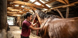SE SOLICITAN 3 TRABAJADORES PARA RANCHO DE CABALLOS (POCA EXPERIENCIA). PAGO $18.66 LA HORA, 40 HORAS SEMANALES Trabajadores para Rancho de Caballo Preparador de Caballos de Carreras Pura Sangre en USA empleo en Nueva York Horse Ranch Workers Thoroughbred Racehorse Trainer in USA employment in New York